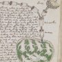 Il Manoscritto Voynich